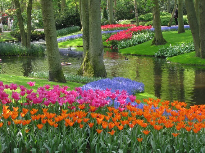 nederlandske tulipaner.