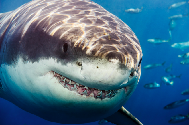 Todd Bretl - a portrait of the most dangerous marine predator. 