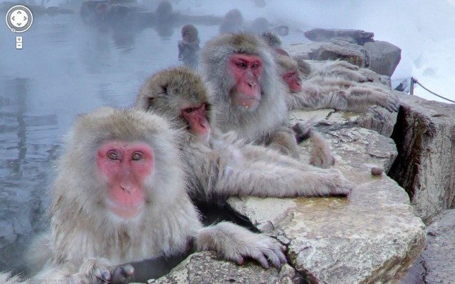 Opičí park igokudani, Nakano, Japonsko 