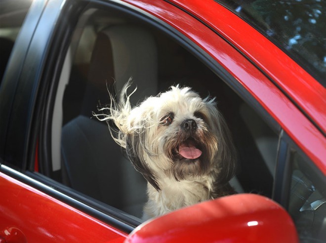 Lara Jo Regan - Psi in vožnja z avtomobilom
