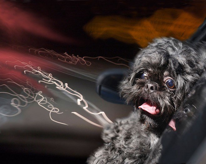 Lara Jo Regan - Psi in vožnja z avtomobilom