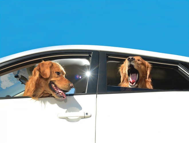 Lara Jo Regan - Dogs and Driving