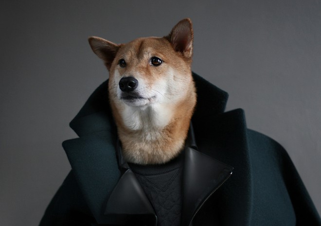 4-year-old Bodhi, responsible for the creation of the Menswear Dog collection. 