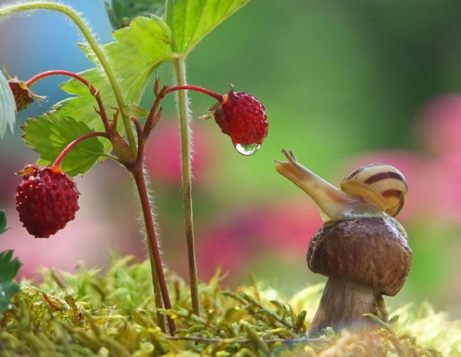 The miniature world of snails Photo: Vyacheslav1964.35photo