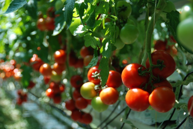 نظرًا لأن طماطم "LUŠTni" تنضج على النبات وليس أثناء النقل ، فهي تتمتع بمذاق ممتاز. 