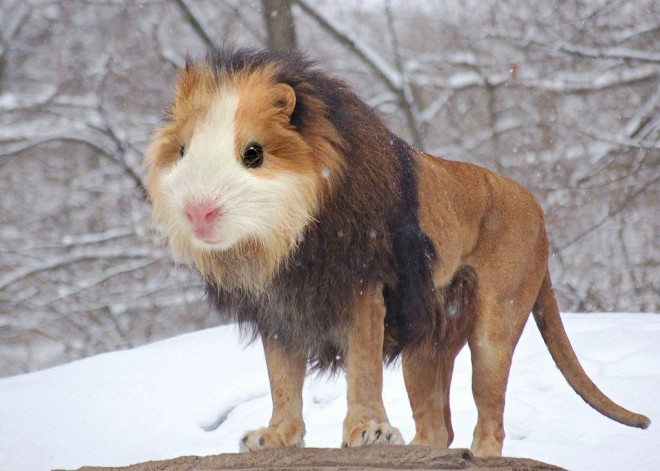 cochon d'inde + lion = cochon lion