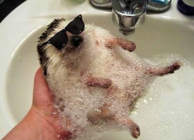 A hedgehog with glasses. Could there be anything cuter?