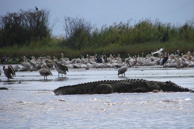Crocodilo no Lago Čamo.
