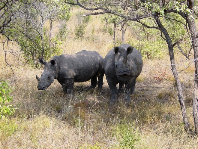 Rhinoceros in the Kruger National Park.