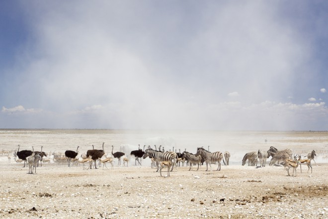 Animali nella nuvola di polvere nel Parco Nazionale di Etosha.