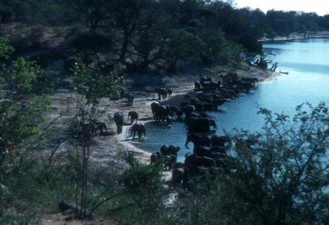 ボツワナのチョベ川のほとりで水を飲むゾウの群れ。