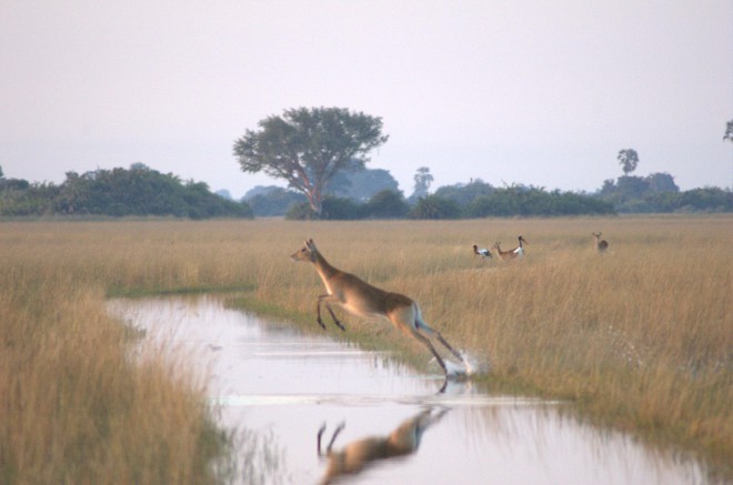L'antilope salta nel Parco Nazionale del Kalahari Centrale.