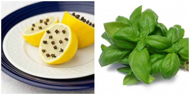 Molte zanzare saranno respinte dai limoni o dai lime con i chiodi di garofano o dall'odore del basilico.