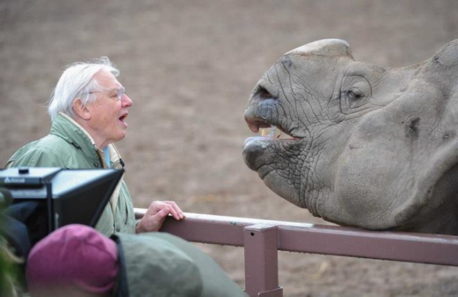 Bliżej, bliżej, pocałunek nosorożca
