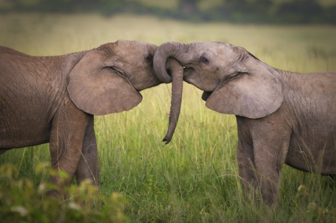  Elephants form lifelong family bonds.