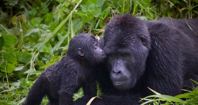 Gorilas da montanha - mãe e filhote - na inacessível Bwindi.