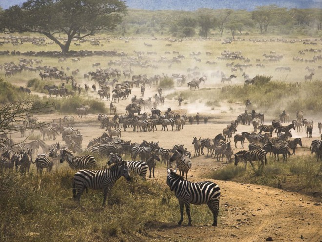 Migração de zebras na Tanzânia.