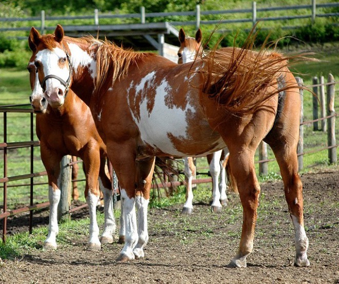 馬の繁殖