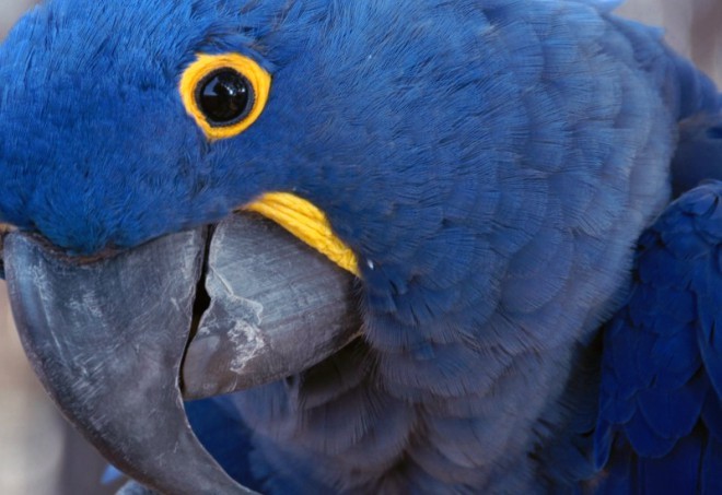 Niebieska papuga