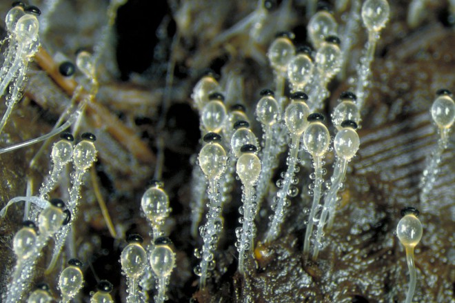 Svampen Pilobolus Crystallinus