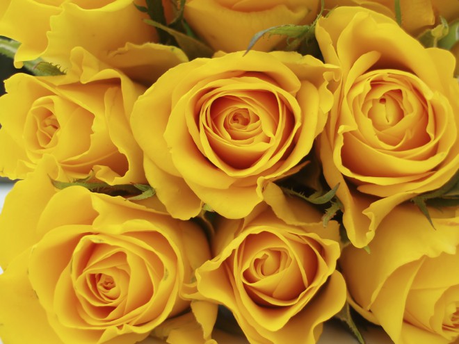 Keltaiset ruusut
