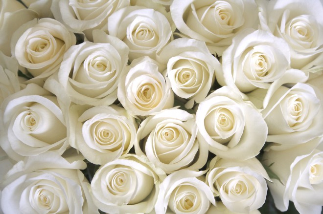 Valkoisia ruusuja 