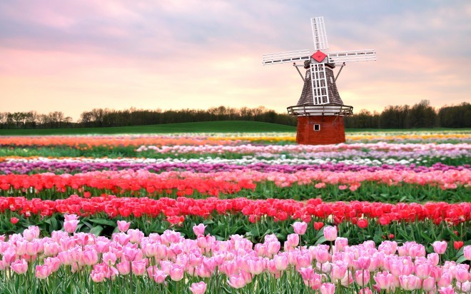 Proljeće teško da će biti šarenije nego u Nizozemskoj.