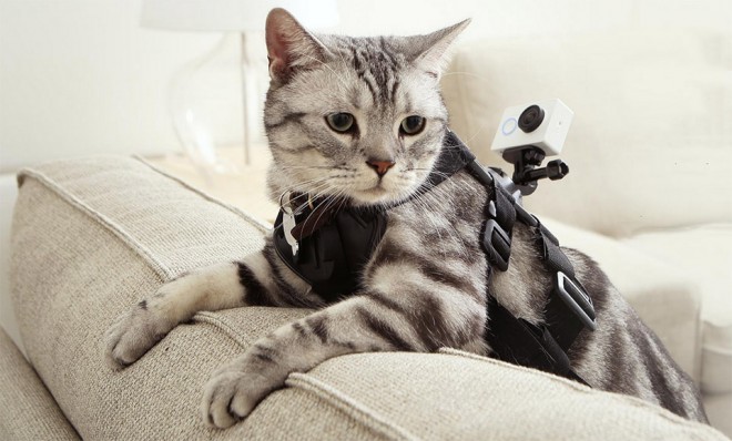 The Xiaomi Yi action camera has nine lives as it is extremely durable.