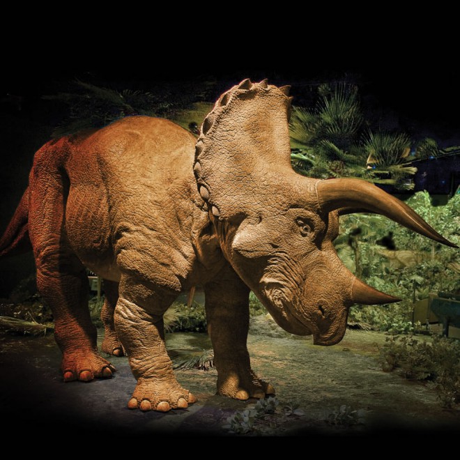Triceratopo a grandezza naturale.