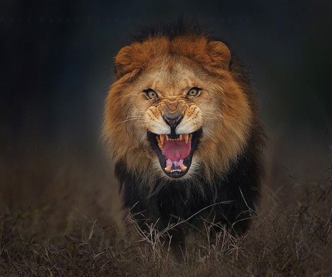 De leeuw zag prooi in de fotograaf.
