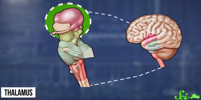 Predel srednjih možganov talamus obiščejo vsi čuti, obide ga le vonj.