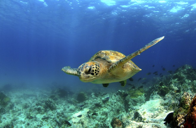 Auf den Galapagos-Inseln werden wir auch Schildkröten bewundern können.