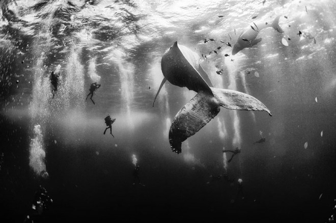 The winning photo of "The Whale Whisperers".