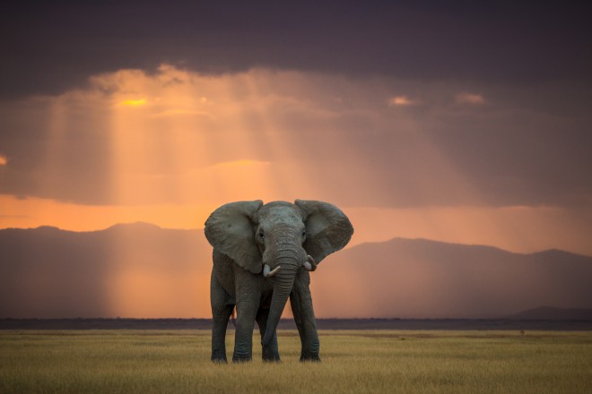 Ena od zmagovitih fotografij natečaja World Elephant Day.