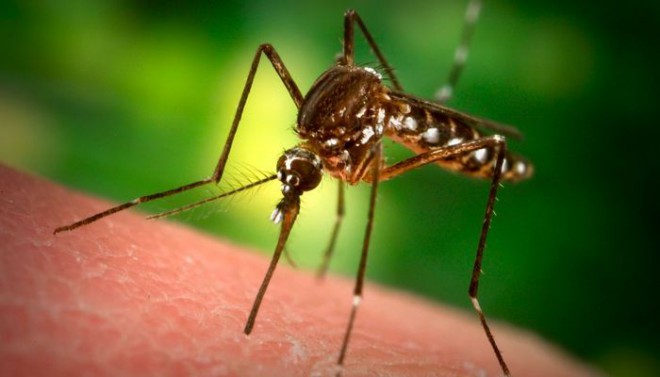 How many mosquitoes drink our blood?