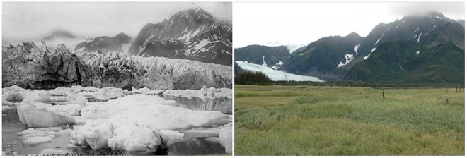 Pedersen Glacier, Alaska. Sommeren 1917 - Sommeren 2005
