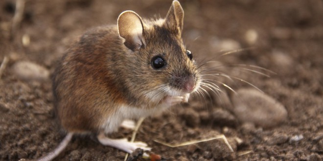 Miši so zaradi svoje genske podobnosti z ljudmi pogosto žrtve laboratorijskih testiranj.