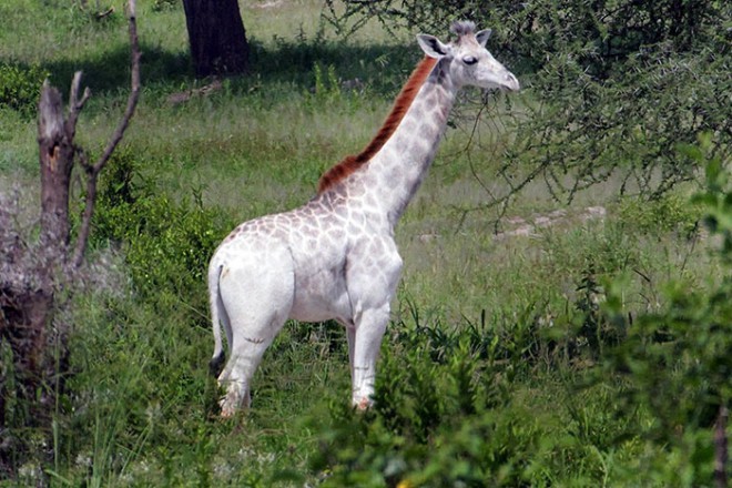 Giraffe Omo
