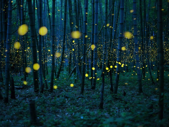 Zmagovalna fotografija odprtega tekmovanja ''Enchanted Bamboo Forest'' (Kei Nomiyama).