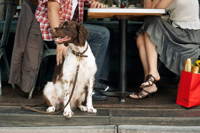 Los bares y restaurantes que admiten perros están proliferando.