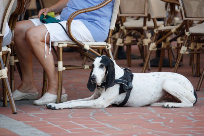 Water is beschikbaar voor harige vrienden in de meeste restaurants waar honden zijn toegestaan.