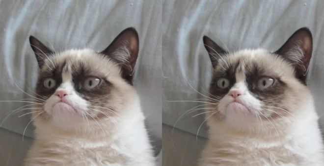 Grumpy Cat avant et après avoir découvert qu'il n'était plus la plus grande sensation de chat sur Internet.