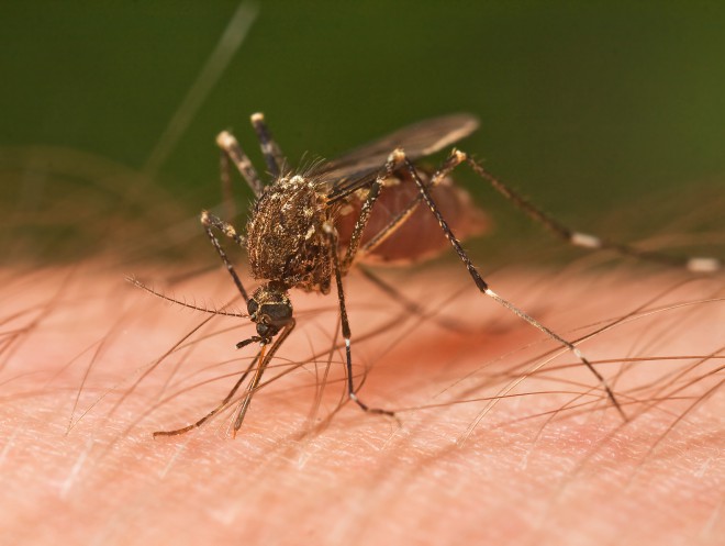 Komarji so statistično gledano krivi za daleč največ smrti na leto.