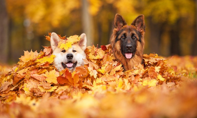 Våra husdjur kommer också att andas lättare på hösten.