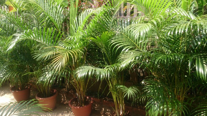 Areka palma (Foto: Wikimedia Commons)