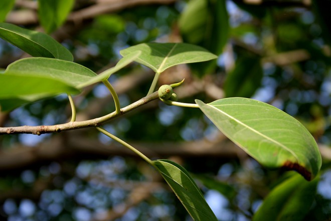 Ficus (Photo : Wikimedia Commons)