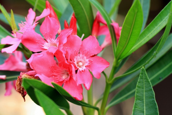 Oleander (Foto: Shutterstock)