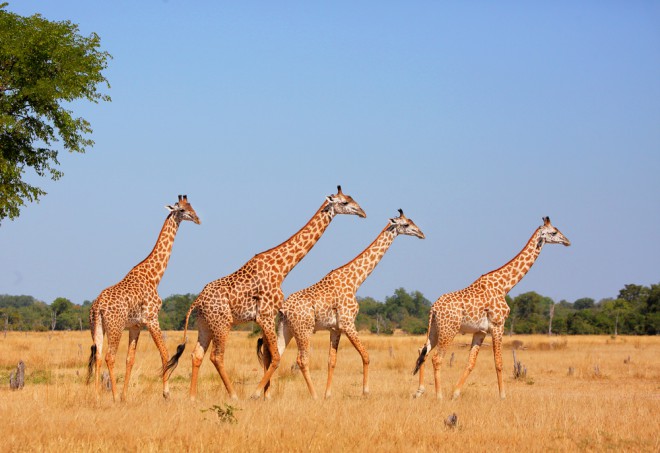 Le giraffe sono una fonte di cibo per le persone nelle zone di guerra (Foto: Shutterstock)