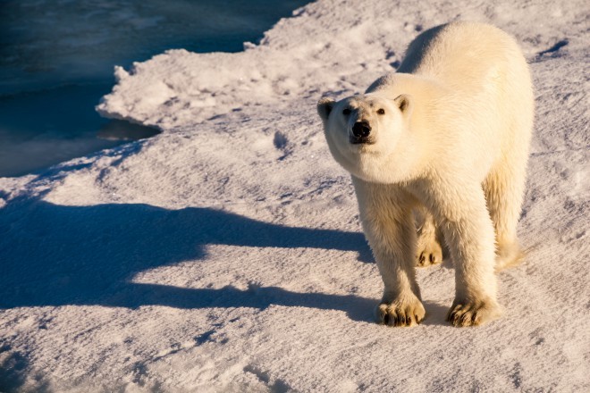 Na Severnem tečaju ne živijo le polarni medvedi ... 