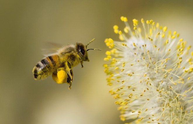 Werden die Bienen von ihren Pflichten entbunden?